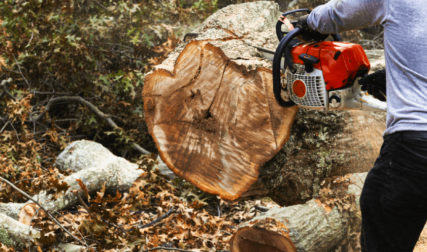 Tree Removal