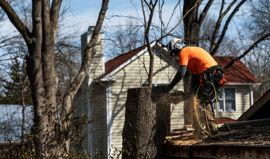 Tree Trimming
